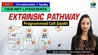 EXTRINSIC PATHWAY OF APOPTOSIS Part4  CSIR NET  GATE  MSc  BSc [upl. by Horter767]