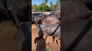 Manjeri cholakkal cattle market buffalo cow beefcattle bull beefs beefcow buffalomarket [upl. by Dedric80]