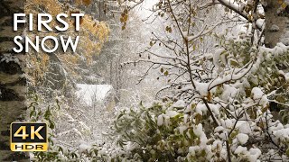 4K HDR First Snow  Peaceful Snowing  Relaxing Snowy Winter Video  Forest Snowfall  Sleep Relax [upl. by Akeihsat]