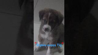 Puppy playtime again puppy puppies dogs viralvideo [upl. by Leroy409]