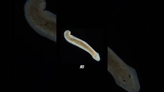 Planarian regeneration planaria sciencefacts science [upl. by Priest]