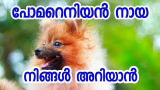 Pomeranian dog breed information ECO OWN MEDIA Malayalam 2018 [upl. by Arvid]