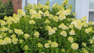 HYDRANGEA VARIETY In The GARDEN [upl. by Einahpehs980]