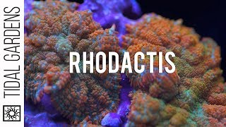 Rhodactis Mushrooms Great for beginners and high end coral collectors [upl. by Vevine27]