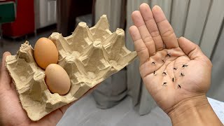 Stop throwing away egg boxes The secret to repelling mosquitoes smartly and economically [upl. by Maryellen]