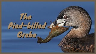 The Piedbilled Grebe Everything you need to know  Diving Hunting Flying SoundCallSong [upl. by Leiruh]