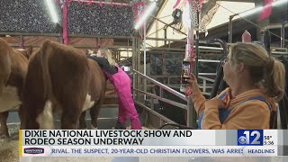 Competitors look for wins at Dixie National Livestock Show and Rodeo [upl. by Aerol327]