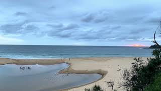 Pelicans and seagulls on Terrigal Lagoon Sunrise through grey cloud [upl. by Ymme168]