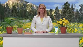 Benefits of Arnica Montana  Arnicare for Pain Relief [upl. by Enilrac]