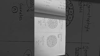 Difference between Gametophyte and Sporophyte [upl. by Collimore]