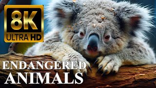 ENDANGERED ANIMALS 8K ULTRA HD with Names and Sounds [upl. by Marlette]