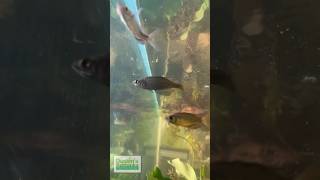 RAINBOWFISH TANK UPDATE [upl. by Vil]