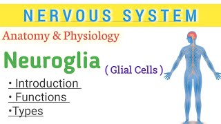 Neuroglia  glial cell  Anatomy and physiology of nervous system  glial cell notes [upl. by Nah]