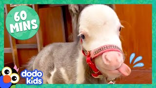 60 Minutes Of The Most Amazing Horse Stories  1 Hour Of Animal Video  Dodo Kids [upl. by Vanhomrigh456]