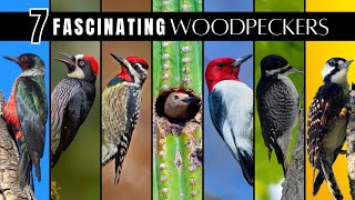 7 Fascinating amp Unusual Woodpeckers of North America [upl. by Cirri]