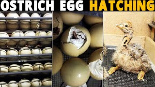 Ostrich Egg Hatching [upl. by Erusaert]