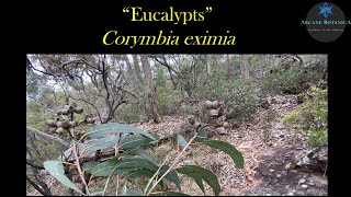 Eucalyptus ID  Corymbia eximia Yellow Bloodwood [upl. by Oatis]