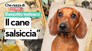 Cosa devi sapere sul Bassotto Tedesco caratteristiche e storia del cane quotsalsicciaquot [upl. by Seuqramed]