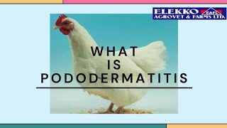 WHAT IS PODODERMATITIS [upl. by Artina841]