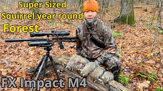 Super sized squirrels in this forest year round  squirrel hunting  tua nas ncuav FX Impact M4 [upl. by Silrac131]