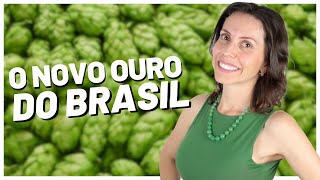 Lúpulo brasileiro  Produção características e novidades [upl. by Hillard]