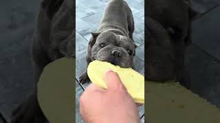 Flying saucer vs french bulldog 😀 frenchie flyingsaucer [upl. by Sidran623]