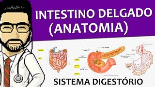 Sistema Digestório 14  Anatomia do intestino delgado duodeno jejuno e íleo  Vídeo aula [upl. by Anana]