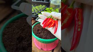 Grow Chilies in 7 Days  Easy Gardening Hack gardening chili nature [upl. by Daniell447]