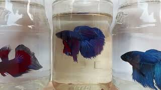 Siamese fighting fish Fighter Fish Life  Part 06 fish trending [upl. by Duaner111]