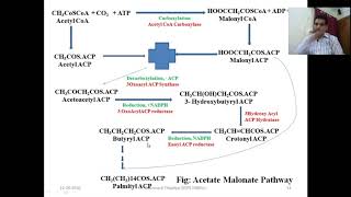 Acetate Pathway Part 2 [upl. by Adest928]