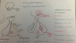 Endocrine systempituitary glandhypothalamushypophyseal axishistology [upl. by Tnomal81]