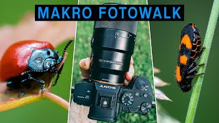 Makro Fotowalk POV  Insekten fotografieren im Wald  Makro Fotografie im Sommer [upl. by Amandie]