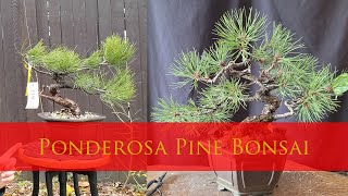 Yamadori Ponderosa Pine Bonsai Progression [upl. by Ennovyhs]