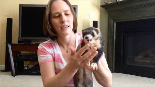 quotMy ferret wont eat treats What should I doquot [upl. by Kernan]