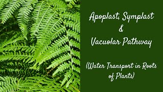 Apoplast Symplast amp Vacuolar Pathway Water Transport PreU BiologySTPMMatriculationALevels [upl. by Jethro789]