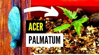 Mirá qué fácil podes germinar semillas de Acer Palmatum  cómo germinar semillas de acer palmatum [upl. by Yennor]