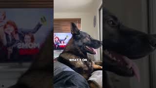 Is This the FUNNIEST Viral Dog Video Ever shorts [upl. by Boniface821]