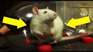 TRAMPA PARA RATAS CASERA MUY EFECTIVA  MOUSE TRAP [upl. by Pantheas323]