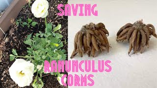 HOW TO DIG amp STORE RANUNCULUS CORMS [upl. by Neehs]