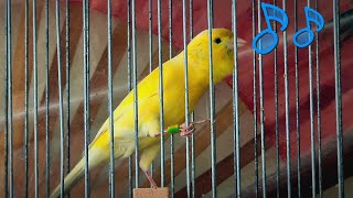 Russian Canary Singing \ Kanarienvogel Gesang \ Bird Sounds [upl. by Yrreiht382]