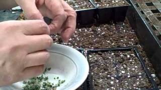 Growing and Transplanting Indoors Kalanchoe Mother of Thousands Succulent Plantlet [upl. by Olsson]