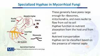 Specialized Hyphae in mycorrhizal fungi  Biodiversity amp EvolutionII  BT201Topic082 [upl. by Aduhey291]