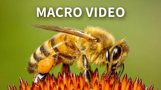 Sony 90mm Shooting Macro Video Footage of Insects [upl. by Rennoc]