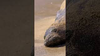 Hawaiian Monk Seal hawaii oahulife monkseal [upl. by Marquardt594]