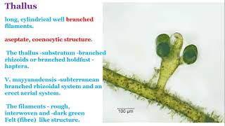 XanthophyceaeVaucheria [upl. by Calvert227]