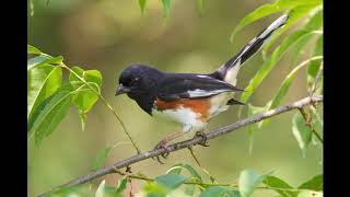 Eastern Towhee call [upl. by Niliac]