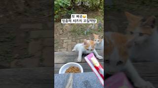 또 삐끗한 치즈 꼬질꼬질 아기 고양이 먹방 고양이영상 길고양이 [upl. by Proudfoot248]