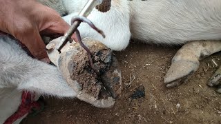 Cut Trim and Cleaning  SNAKE STUCK IN cows hoof [upl. by Yznyl]