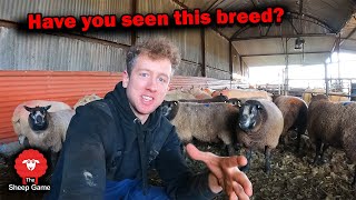 Pregnancy Scanning Early Lambing Sheep and asking why [upl. by Atived]