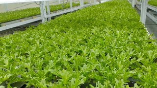 Indoor farming Frisee lettuce LEDindoor [upl. by Aicelaf722]